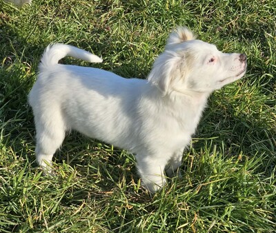 Fine, Mischlinge Welpen - Hündin