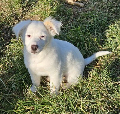 Fine, Mischlinge Welpen - Hündin