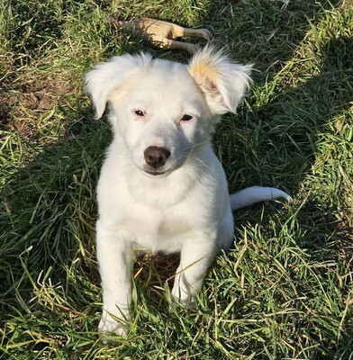 Fine, Mischlinge Welpen - Hündin