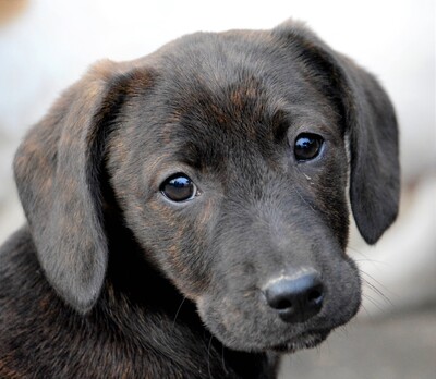 Fini, Dackel-Mischling Welpen - Hündin