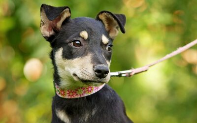 Fini, Mischling Welpen - Hündin