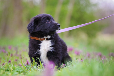 Finja, Mischlingshündin Welpen - Hündin