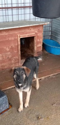 Finja – eine sanfte Schönheit sucht ihr Glück, Mischling - Hündin