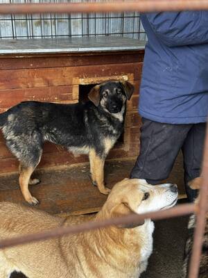 Finja – eine sanfte Schönheit sucht ihr Glück, Mischling - Hündin