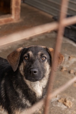 Finja – eine sanfte Schönheit sucht ihr Glück, Mischling - Hündin