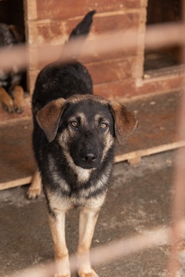 Finja – eine sanfte Schönheit sucht ihr Glück, Mischling - Hündin