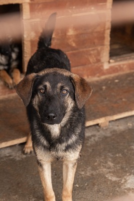 Finja – eine sanfte Schönheit sucht ihr Glück, Mischling - Hündin