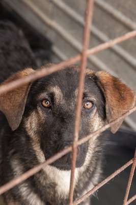 Finja – eine sanfte Schönheit sucht ihr Glück, Mischling - Hündin