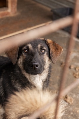 Finja – eine sanfte Schönheit sucht ihr Glück, Mischling - Hündin