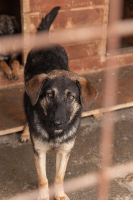 Finja – eine sanfte Schönheit sucht ihr Glück, Mischling - Hündin
