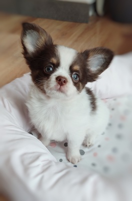 Finn, Chihuahua Welpen - Rüde 1