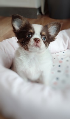 Finn, Chihuahua Welpen - Rüde