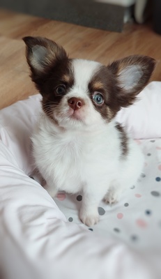 Finn, Chihuahua Welpen - Rüde