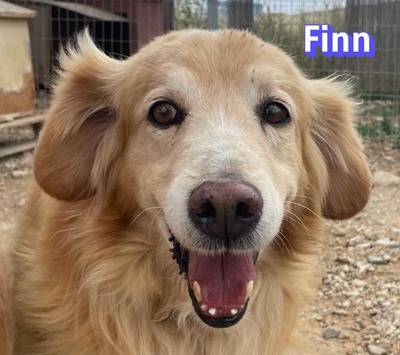 Finn