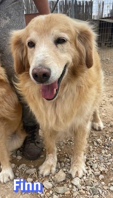 Finn, Golden Retriever - Rüde