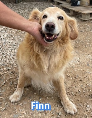 Finn, Golden Retriever - Rüde