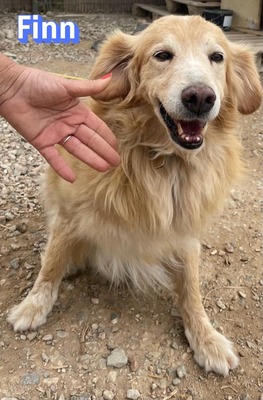 Finn, Golden Retriever - Rüde