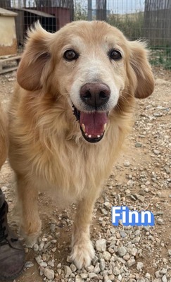 Finn, Golden Retriever - Rüde