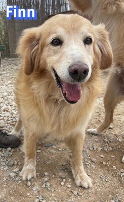 Finn, Golden Retriever - Rüde