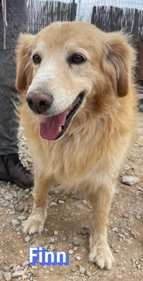 Finn, Golden Retriever - Rüde