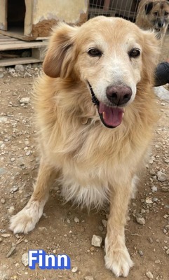 Finn, Golden Retriever - Rüde