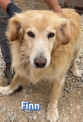 Finn, Golden Retriever - Rüde