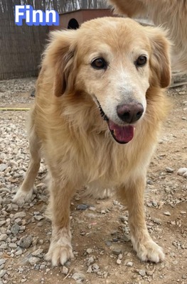 Finn, Golden Retriever - Rüde