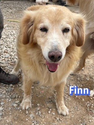 Finn, Golden Retriever - Rüde