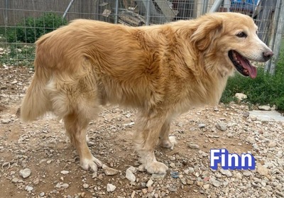 Finn, Golden Retriever - Rüde