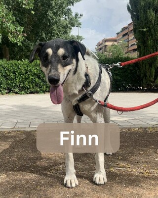 Finn
