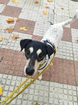 Finn, Mischling - Rüde