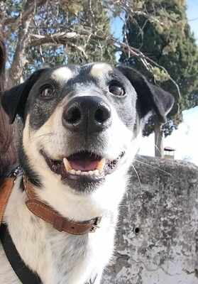 Finn, Mischling - Rüde