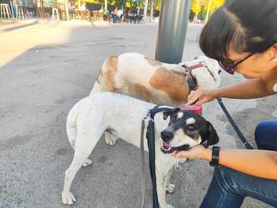 Finn, Mischling - Rüde