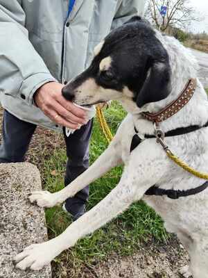 Finn, Mischling - Rüde