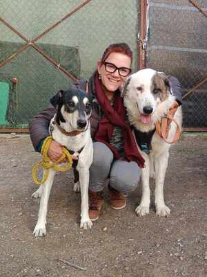 Finn, Mischling - Rüde