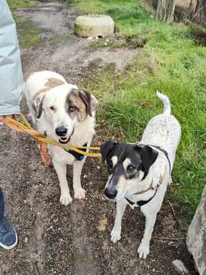 Finn, Mischling - Rüde