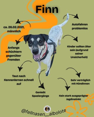 Finn, Mischling - Rüde