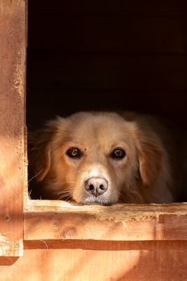🐾 Finn – ein kleiner Rüde mit großem Herzen sucht sein Zuhause 🏡, Mischling - Rüde