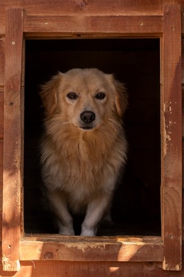 🐾 Finn – ein kleiner Rüde mit großem Herzen sucht sein Zuhause 🏡, Mischling - Rüde