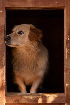🐾 Finn – ein kleiner Rüde mit großem Herzen sucht sein Zuhause 🏡, Mischling - Rüde