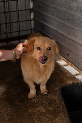 🐾 Finn – ein kleiner Rüde mit großem Herzen sucht sein Zuhause 🏡, Mischling - Rüde