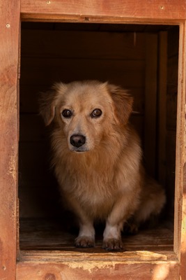💛 Finn ein lieber, kleiner Schatz sucht einfühlsames Zuhause 💛, Mischling - Rüde