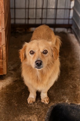 💛 Finn ein lieber, kleiner Schatz sucht einfühlsames Zuhause 💛, Mischling - Rüde