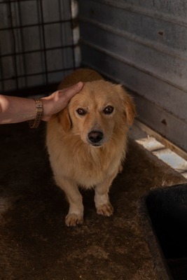 💛 Finn – ein vorsichtiger kleiner Schatz sucht einfühlsames Zuhause 💛
