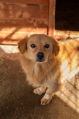 💛 Finn – ein vorsichtiger kleiner Schatz sucht einfühlsames Zuhause 💛, Mischling - Rüde