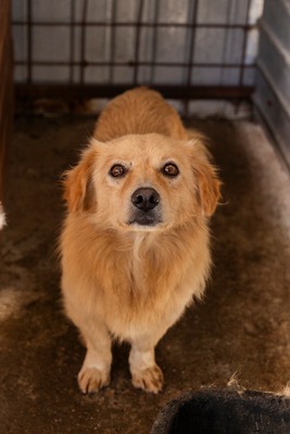💛 Finn – ein vorsichtiger kleiner Schatz sucht einfühlsames Zuhause 💛, Mischling - Rüde