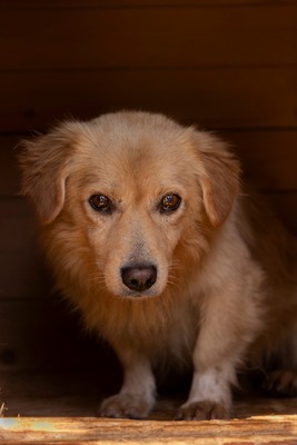 💛 Finn – ein vorsichtiger kleiner Schatz sucht einfühlsames Zuhause 💛, Mischling - Rüde
