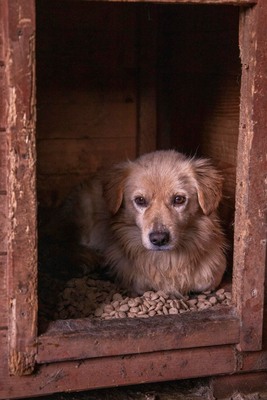 💛 Finn – ein vorsichtiger kleiner Schatz sucht einfühlsames Zuhause 💛, Mischling - Rüde