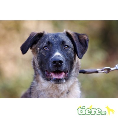 Finn, mischlingsrüde - Rüde