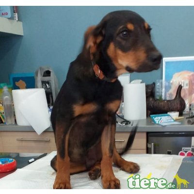 Fintel, Mischling - Rüde